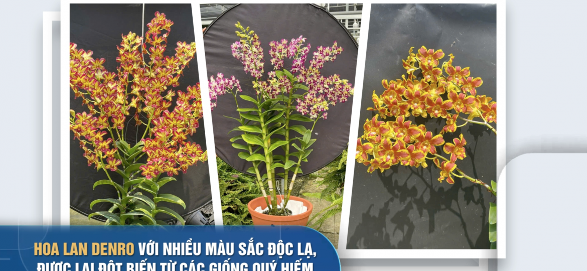 Ảnh chụp Màn hình 2026-01-15 lúc 12.22.54